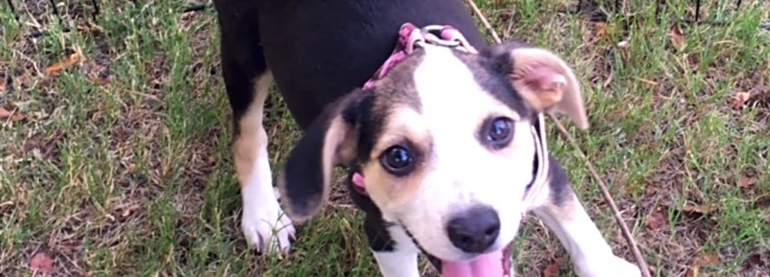 Puppies in Memphis looking for their fur-ever homes