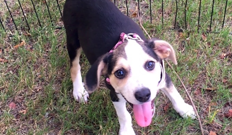 Puppies in Memphis looking for their fur-ever homes