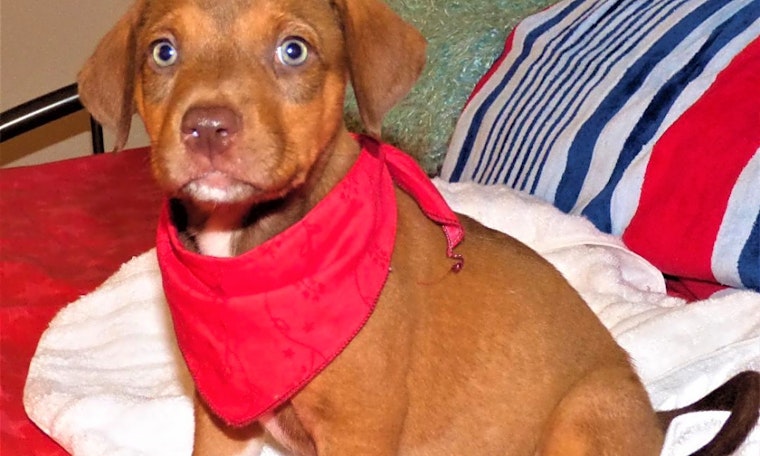 Puppies in Jacksonville looking for their fur-ever homes