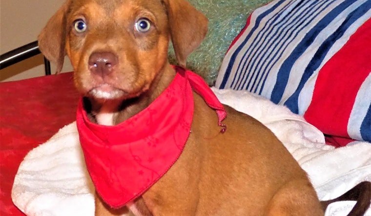 Puppies in Jacksonville looking for their fur-ever homes