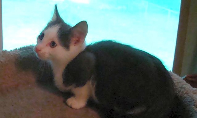 Kittens in St. Louis looking for their fur-ever homes