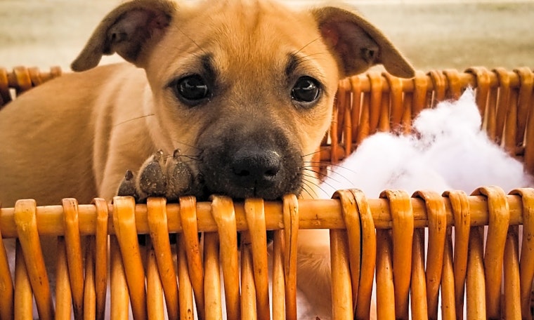 Puppies in Bakersfield looking for their fur-ever homes