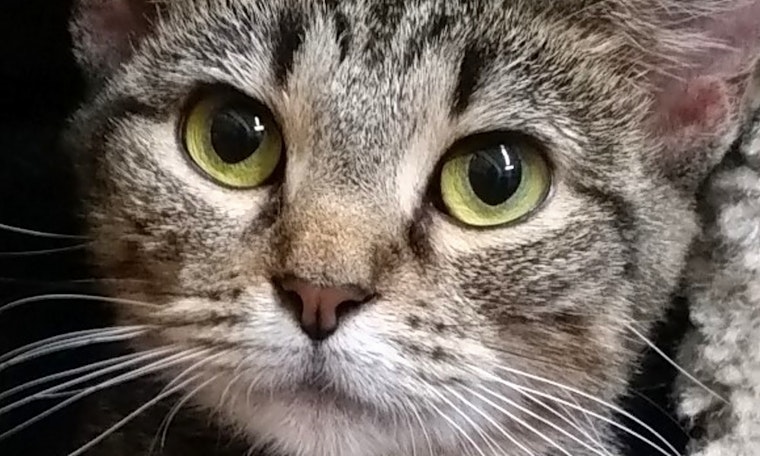 Cats in Lexington looking for their fur-ever homes