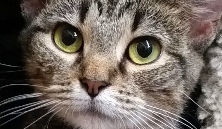 Cats in Lexington looking for their fur-ever homes