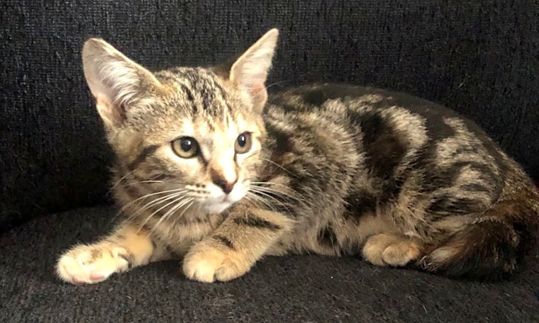 Kittens in Omaha looking for their fur-ever homes