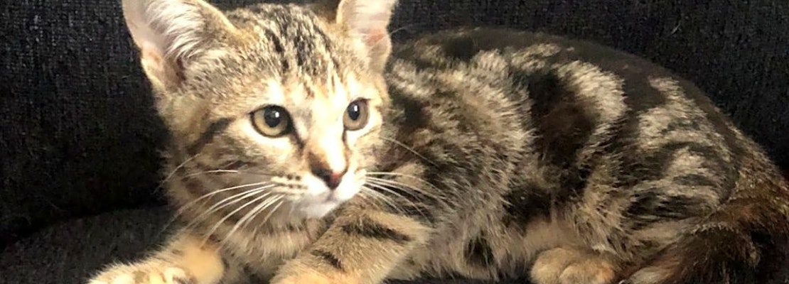 Kittens in Omaha looking for their fur-ever homes
