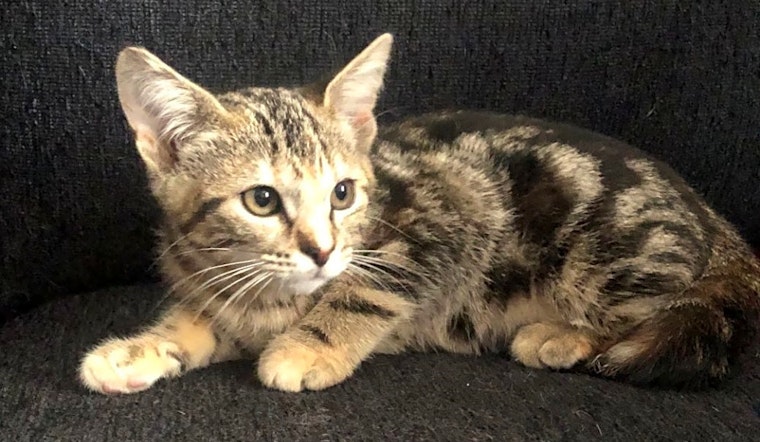 Kittens in Omaha looking for their fur-ever homes
