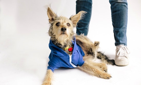 Dogs in Los Angeles looking for their fur-ever homes