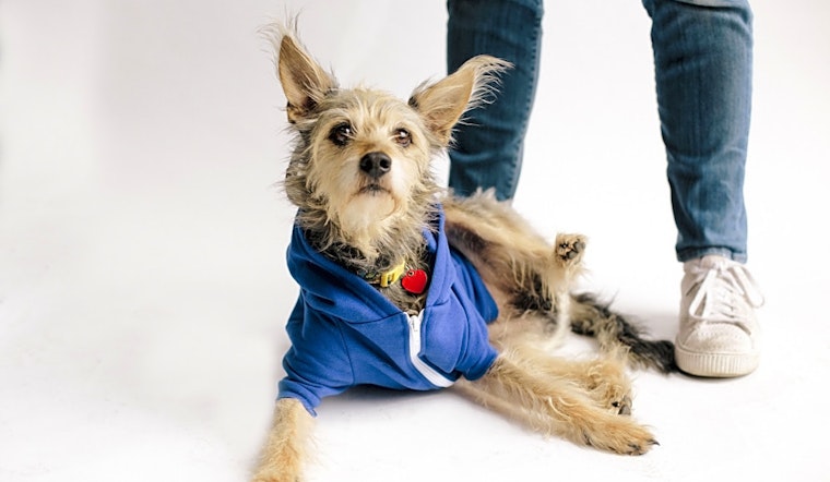 Dogs in Los Angeles looking for their fur-ever homes