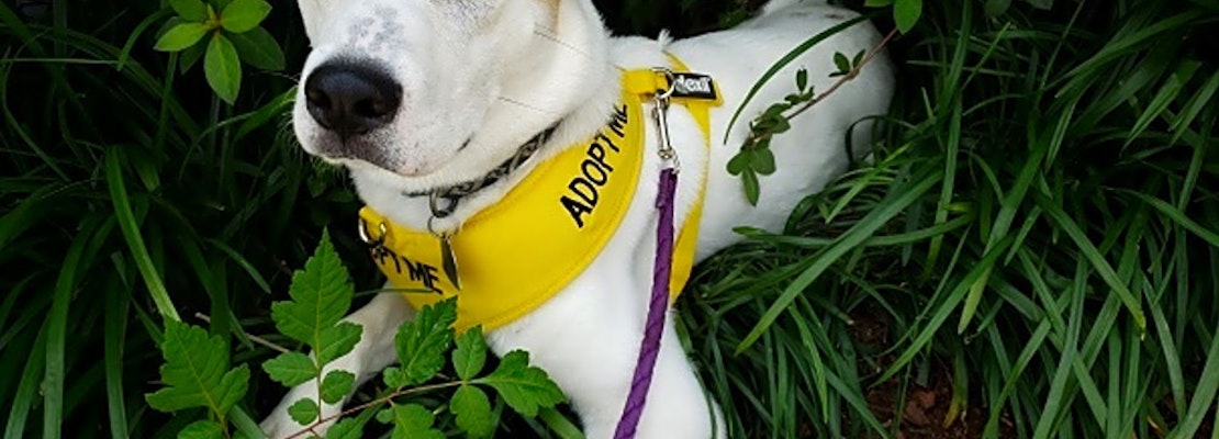 Puppies in Tulsa looking for their fur-ever homes