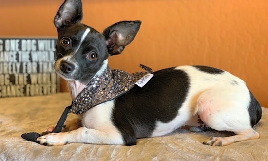 Dogs in Phoenix looking for their fur-ever homes