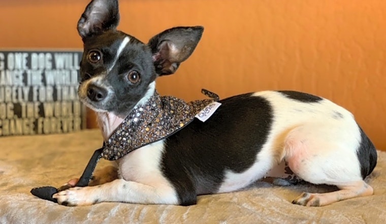 Dogs in Phoenix looking for their fur-ever homes