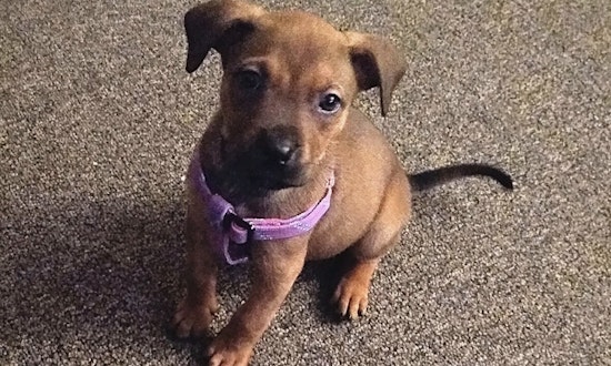 Puppies in Detroit looking for their fur-ever homes
