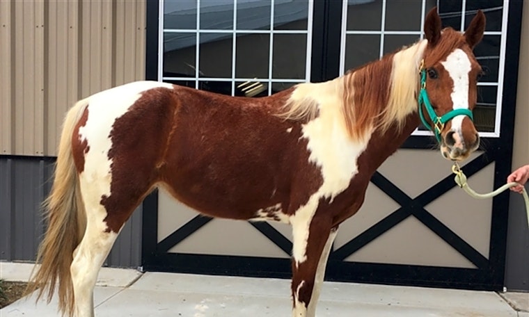 Barn-ready pets for adoption in and around Houston