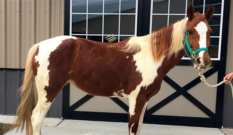 Barn-ready pets for adoption in and around Houston