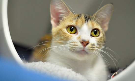 Cats in Raleigh looking for their fur-ever homes