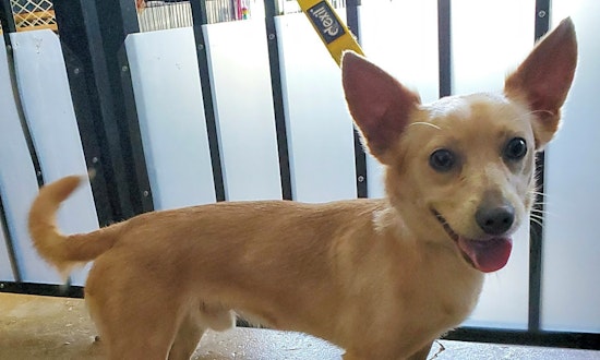 Dogs in Cincinnati looking for their fur-ever homes
