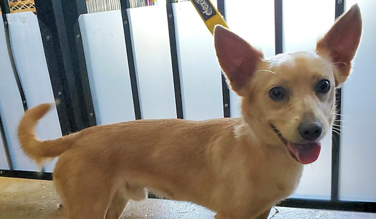 Dogs in Cincinnati looking for their fur-ever homes