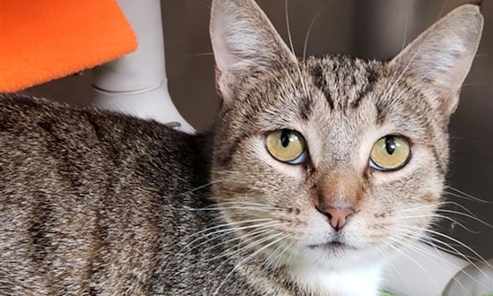 Cats in Riverside looking for their fur-ever homes