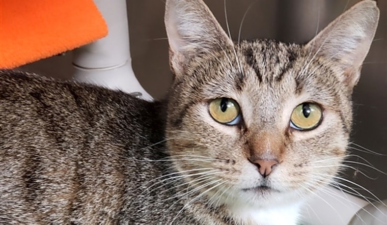 Cats in Riverside looking for their fur-ever homes