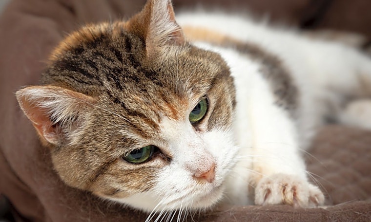 Cats in Berkeley looking for their fur-ever homes