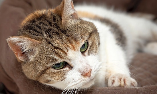 Cats in Berkeley looking for their fur-ever homes