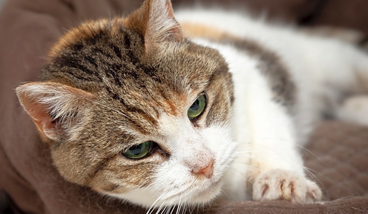Cats in Berkeley looking for their fur-ever homes