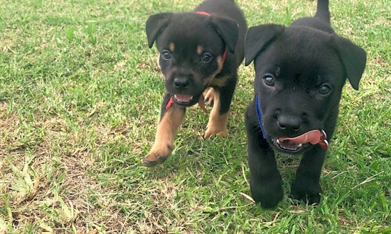 Puppies in Fort Worth looking for their fur-ever homes