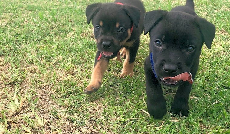 Puppies in Fort Worth looking for their fur-ever homes