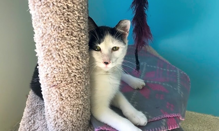 Cats in Indianapolis looking for their fur-ever homes