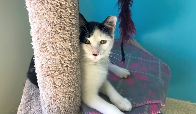 Cats in Indianapolis looking for their fur-ever homes