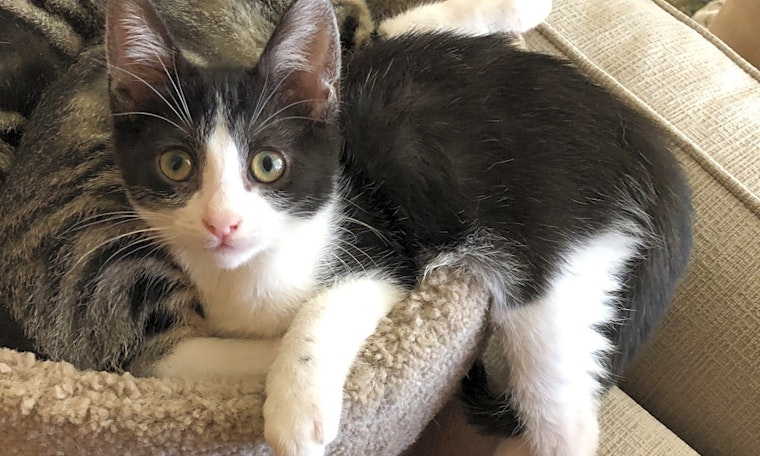Kittens in Anaheim looking for their fur-ever homes