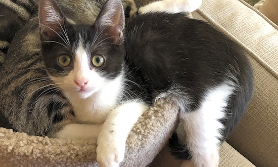 Kittens in Anaheim looking for their fur-ever homes