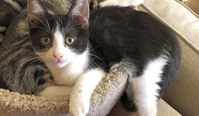 Kittens in Anaheim looking for their fur-ever homes