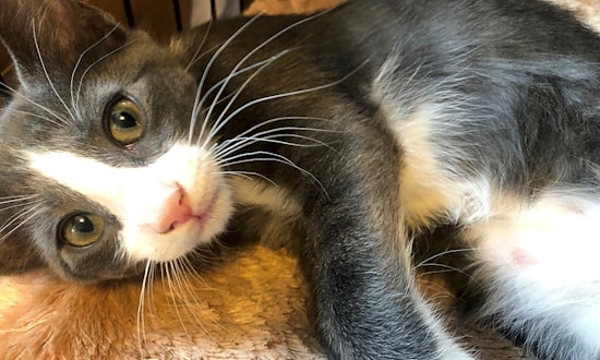 Kittens in Baltimore looking for their fur-ever homes