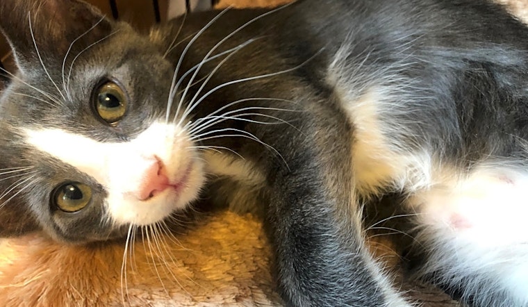 Kittens in Baltimore looking for their fur-ever homes