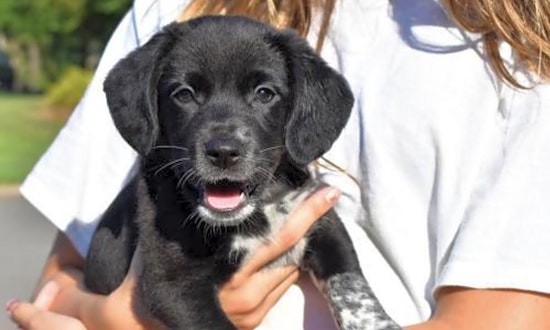 Puppies in Charlotte looking for their fur-ever homes