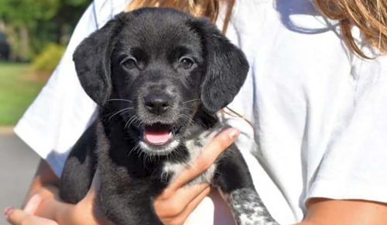 Puppies in Charlotte looking for their fur-ever homes
