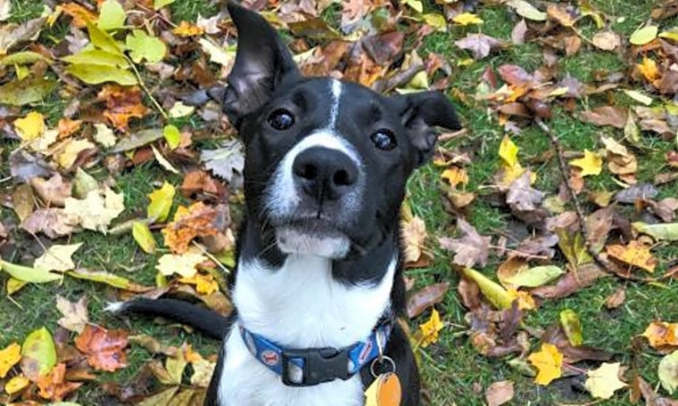 Puppies in Minneapolis looking for their fur-ever homes