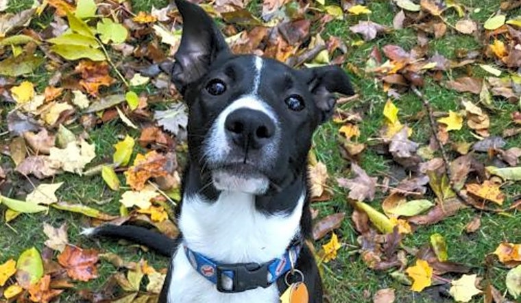 Puppies in Minneapolis looking for their fur-ever homes