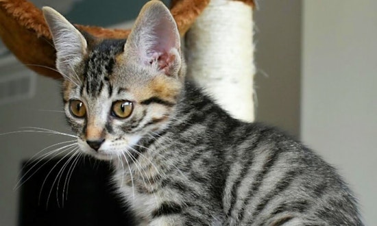Kittens in Wichita looking for their fur-ever homes