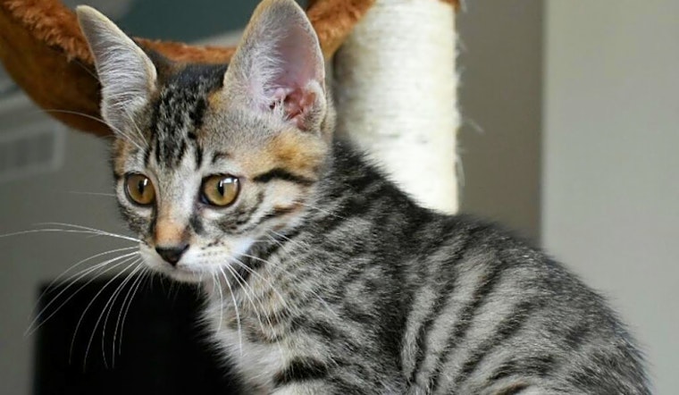 Kittens in Wichita looking for their fur-ever homes