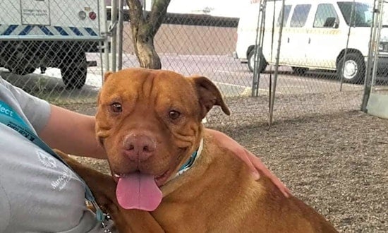 Dogs in Mesa looking for their fur-ever homes