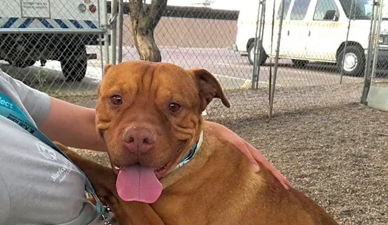 Dogs in Mesa looking for their fur-ever homes