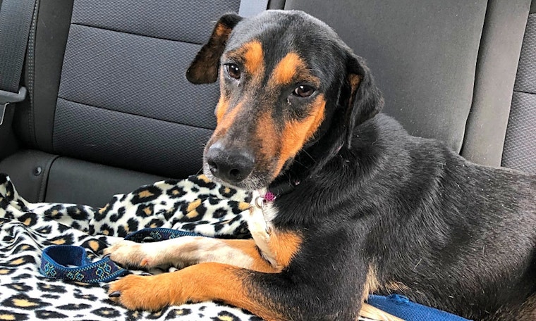 Dogs in San Antonio looking for their fur-ever homes