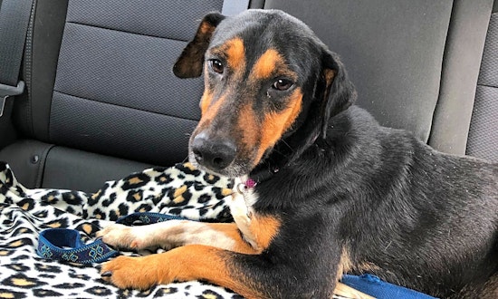 Dogs in San Antonio looking for their fur-ever homes
