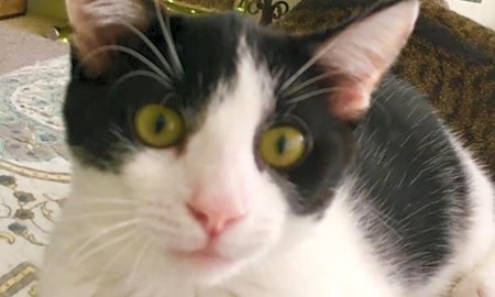 Cats in Honolulu looking for their fur-ever homes