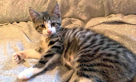 Kittens in Pittsburgh looking for their fur-ever homes