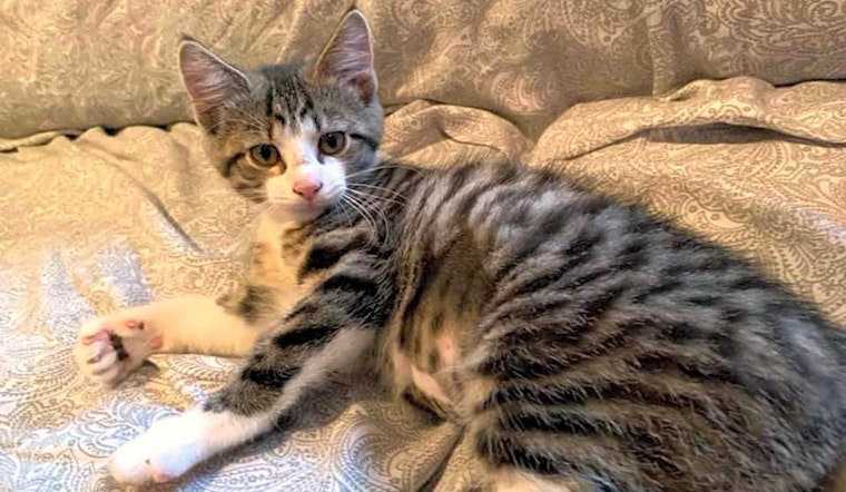 Kittens in Pittsburgh looking for their fur-ever homes
