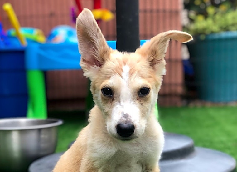 Puppies in Long Beach looking for their fur-ever homes